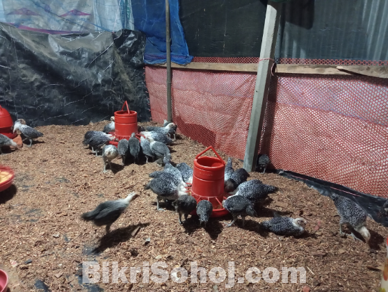 ১ মাস বয়সী ফাউমি মুরগির বাচ্চা বিক্রি করা হবে